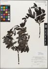Foto von Salix myrsinifolia Salisb.